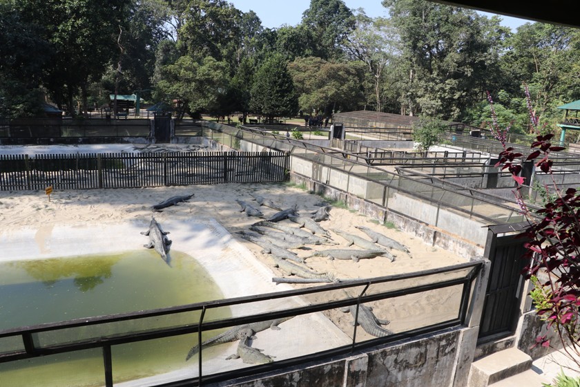 गोही प्रजनन केन्द्रमा भालेको अभाव